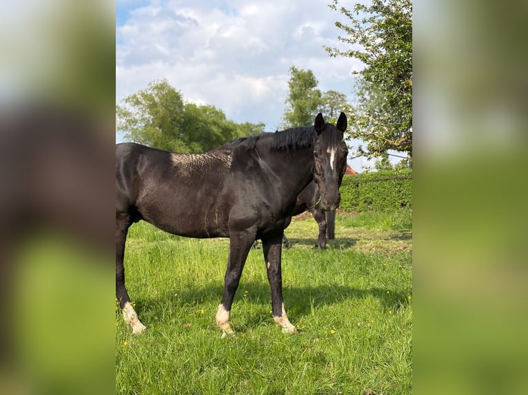 Koń hanowerski Wałach 13 lat 173 cm Kara in Moormerland