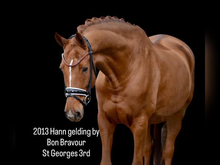 Koń hanowerski Wałach 13 lat 173 cm Kasztanowata in Vechta