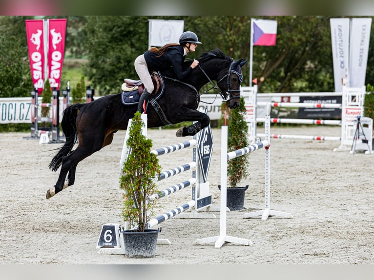 Koń hanowerski Wałach 13 lat 175 cm Gniada in Pilsen