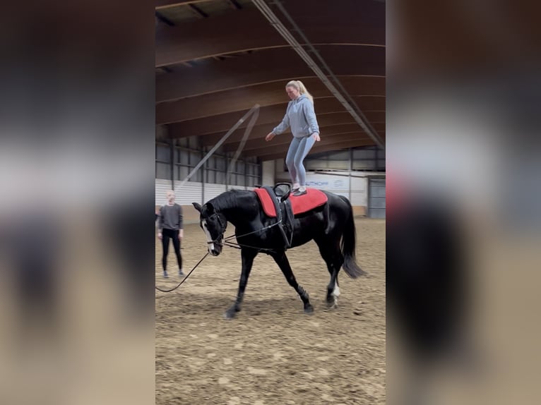 Koń hanowerski Wałach 13 lat 176 cm Kara in Rietberg