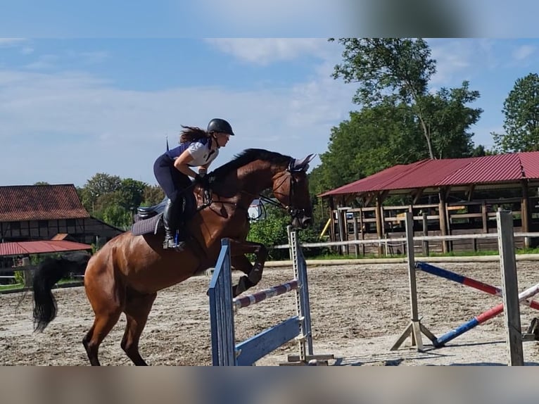 Koń hanowerski Wałach 13 lat 180 cm Gniada in Halberstadt
