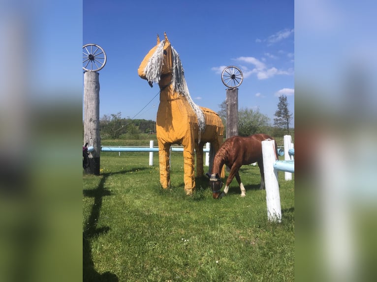 Koń hanowerski Wałach 14 lat 164 cm Kasztanowata in M&#xFC;nsterhausen