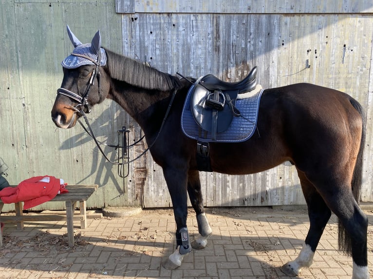 Koń hanowerski Wałach 14 lat 165 cm Ciemnogniada in Edemissen