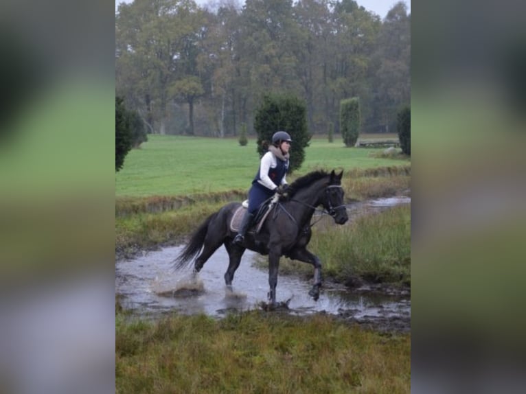 Koń hanowerski Wałach 14 lat 165 cm Skarogniada in Au