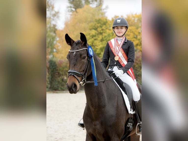 Koń hanowerski Wałach 14 lat 168 cm Gniada in Leithaprodersdorf