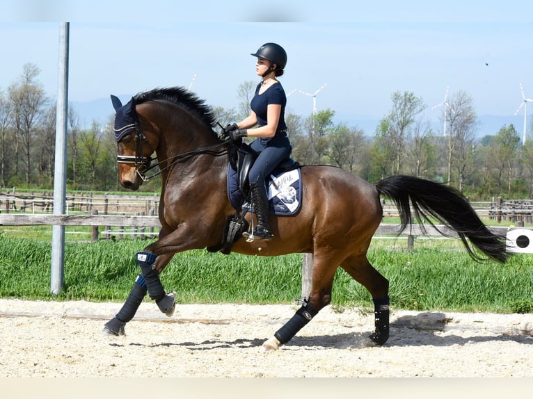 Koń hanowerski Wałach 14 lat 169 cm Ciemnogniada in Leithaprodersdorf
