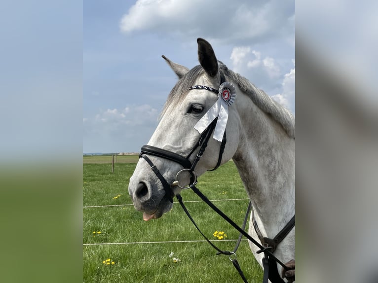 Koń hanowerski Wałach 14 lat 174 cm Siwa in Müden (Aller)