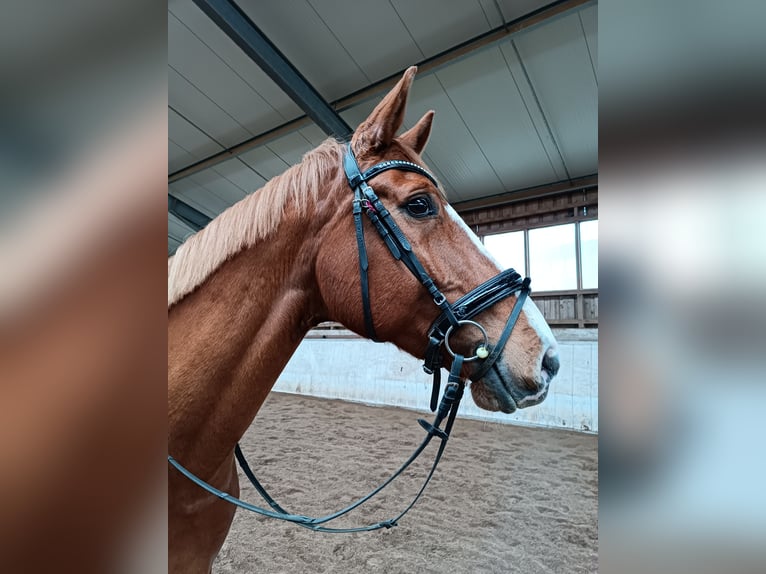Koń hanowerski Wałach 14 lat 180 cm Kasztanowata in Freystadt