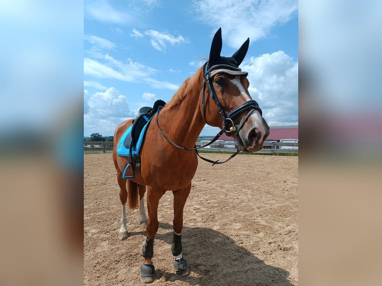 Koń hanowerski Wałach 14 lat 180 cm Kasztanowata in Freystadt