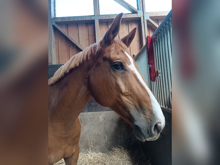 Koń hanowerski Wałach 14 lat 180 cm Kasztanowata in Freystadt