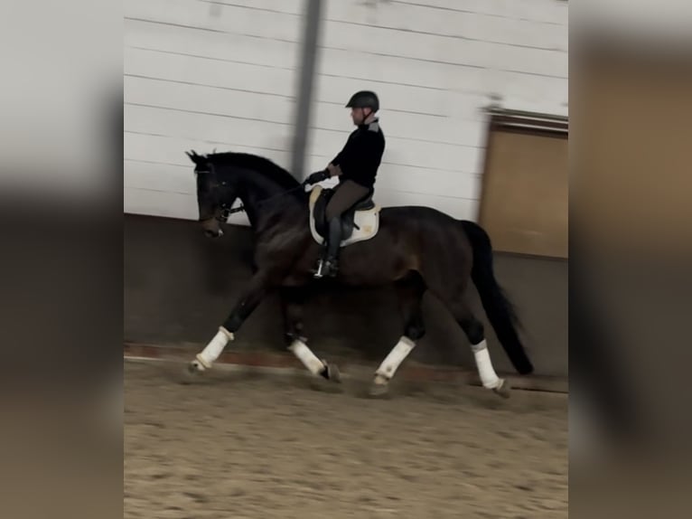 Koń hanowerski Wałach 14 lat 185 cm Skarogniada in VechtaVechta