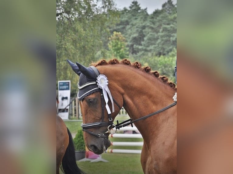 Koń hanowerski Wałach 15 lat 170 cm Ciemnokasztanowata in Nordhorn