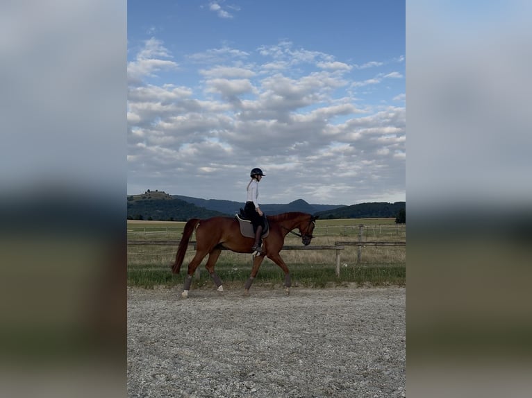 Koń hanowerski Wałach 15 lat 175 cm Kasztanowata in Kirchheim unter Teck