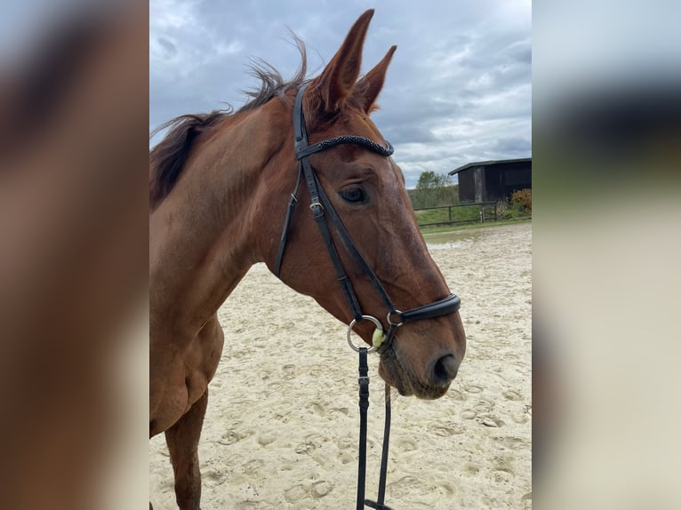 Koń hanowerski Wałach 15 lat 175 cm Kasztanowata in Lohmar