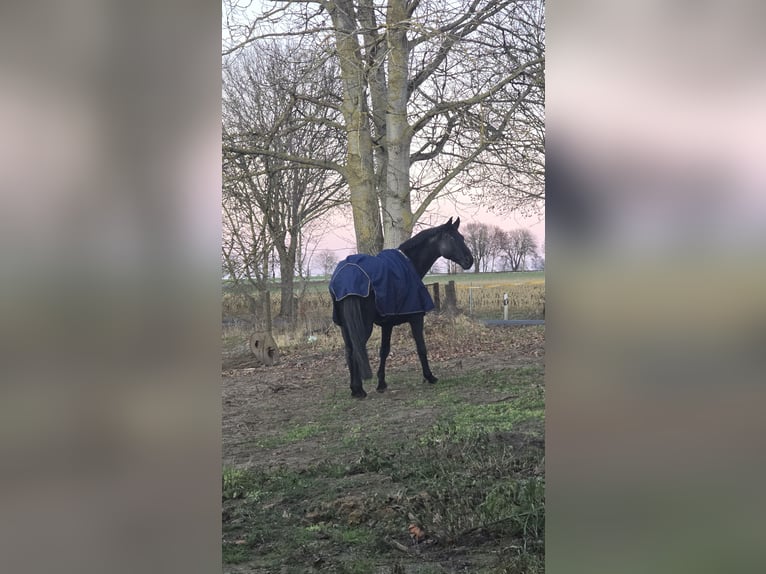 Koń hanowerski Wałach 15 lat 183 cm Kara in Feldberger Seenlandschaft