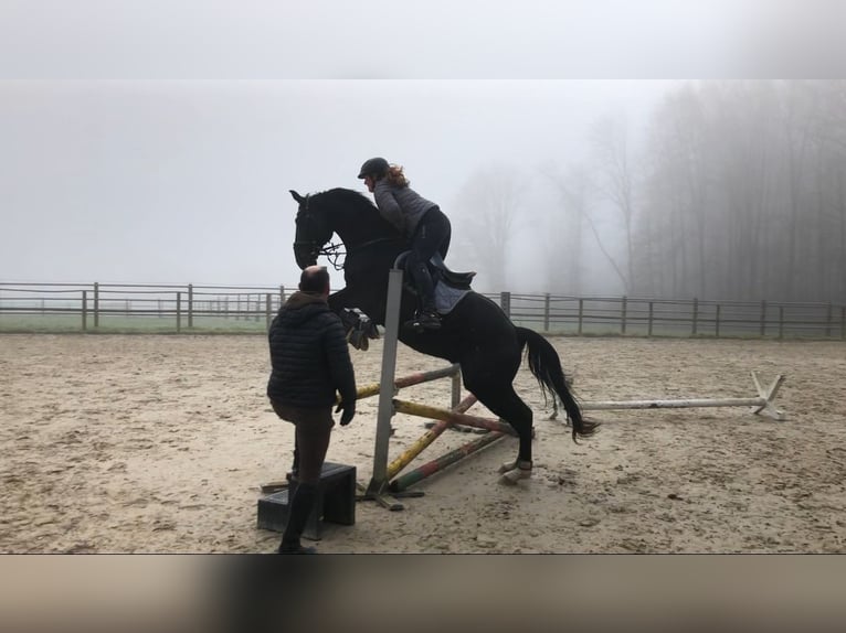 Koń hanowerski Wałach 16 lat 164 cm Kara in Bielefeld