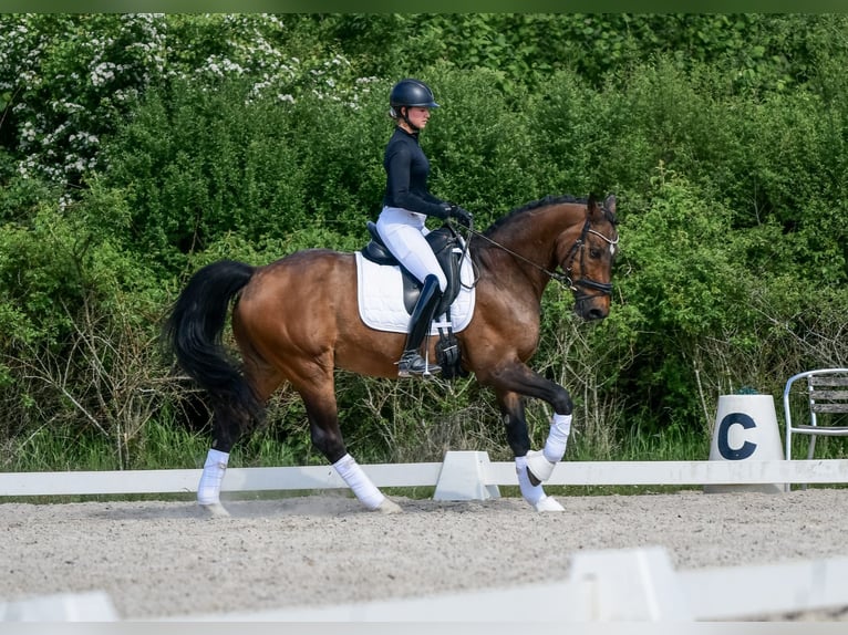 Koń hanowerski Wałach 16 lat 165 cm Gniada in Laubach