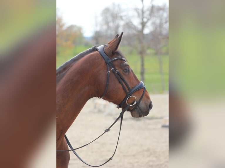 Koń hanowerski Wałach 16 lat 167 cm Gniada in Toppenstedt