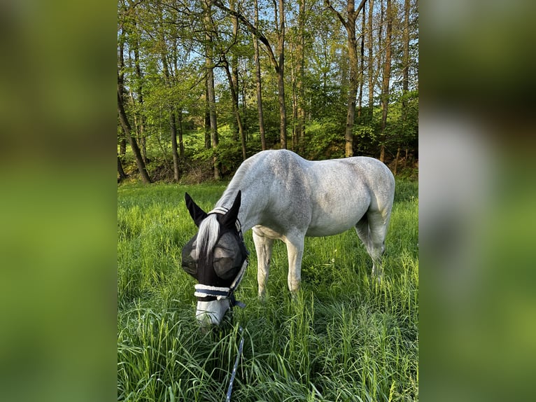 Koń hanowerski Wałach 16 lat 167 cm Siwa in Chemnitz