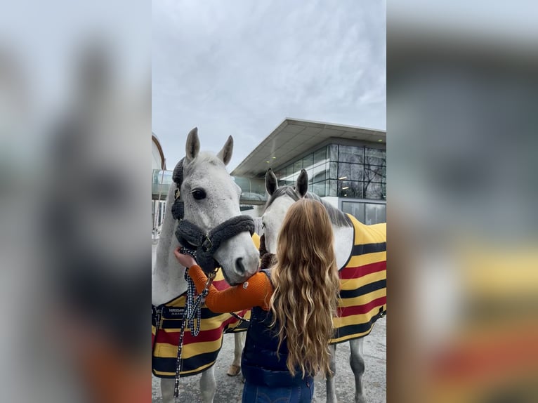 Koń hanowerski Wałach 16 lat 167 cm Siwa in Chemnitz