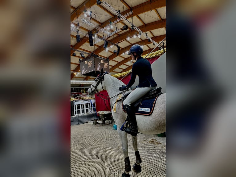 Koń hanowerski Wałach 16 lat 167 cm Siwa in Chemnitz
