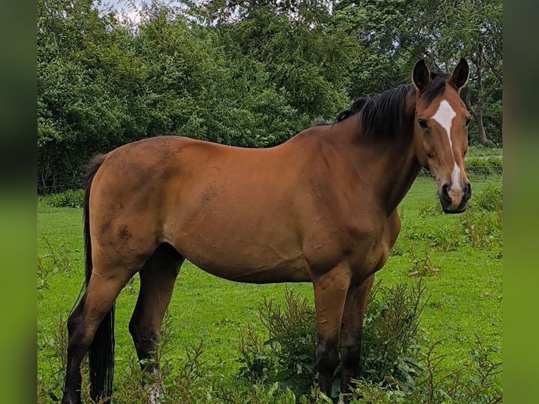Koń hanowerski Wałach 16 lat 169 cm Gniada in Deinstedt