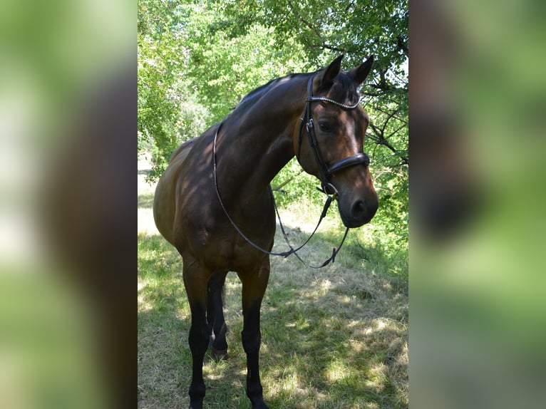 Koń hanowerski Wałach 16 lat 173 cm Gniada in Elsdorf