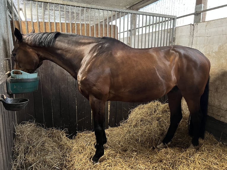 Koń hanowerski Wałach 16 lat 174 cm Ciemnogniada in B&#xFC;delsdorf