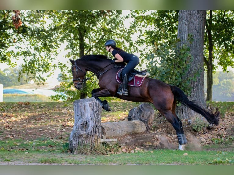Koń hanowerski Wałach 16 lat 174 cm Ciemnogniada in B&#xFC;delsdorf