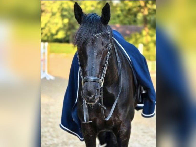 Koń hanowerski Wałach 16 lat 174 cm Kara in Sendenhorst