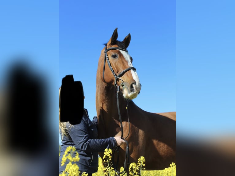 Koń hanowerski Wałach 16 lat 176 cm Gniada in Gnoien