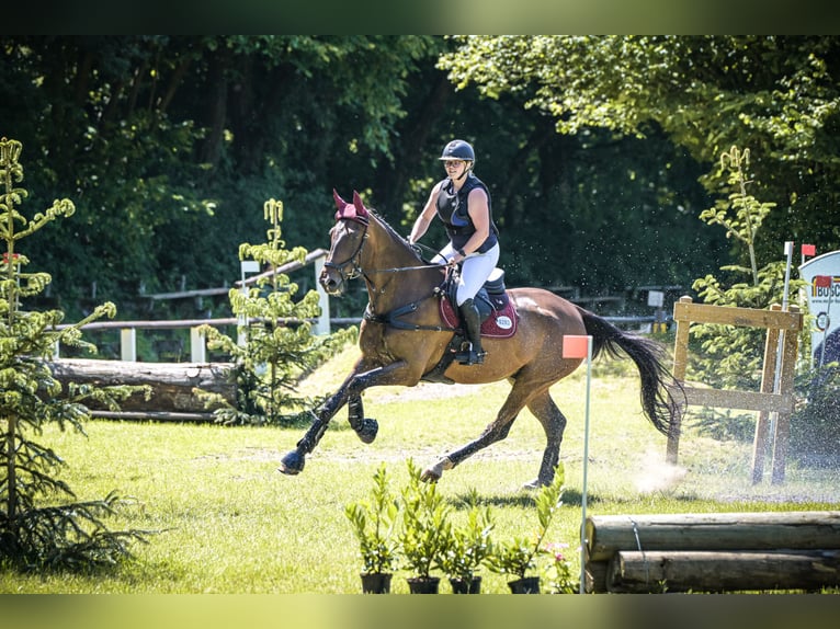 Koń hanowerski Wałach 16 lat 176 cm Gniada in Ostercappeln