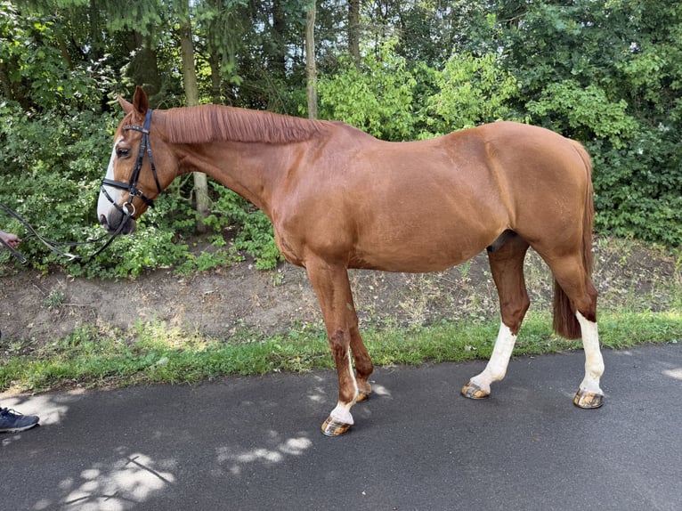 Koń hanowerski Wałach 17 lat 168 cm Kasztanowata in Magdeburg