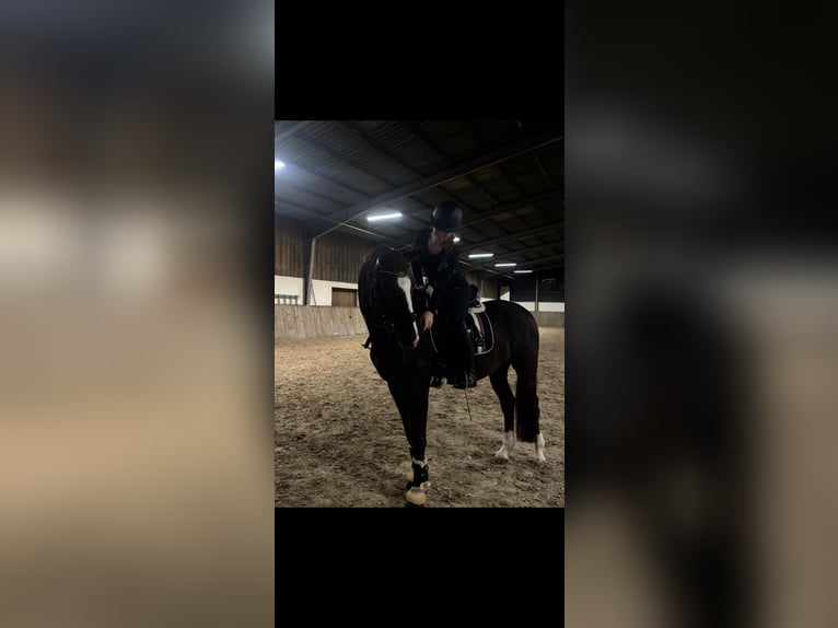 Koń hanowerski Wałach 17 lat 170 cm Ciemnokasztanowata in Neustadt (Hessen)