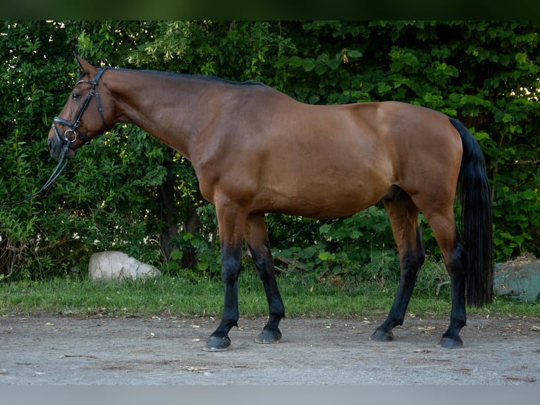 Koń hanowerski Wałach 17 lat 170 cm Gniada in Vechelde