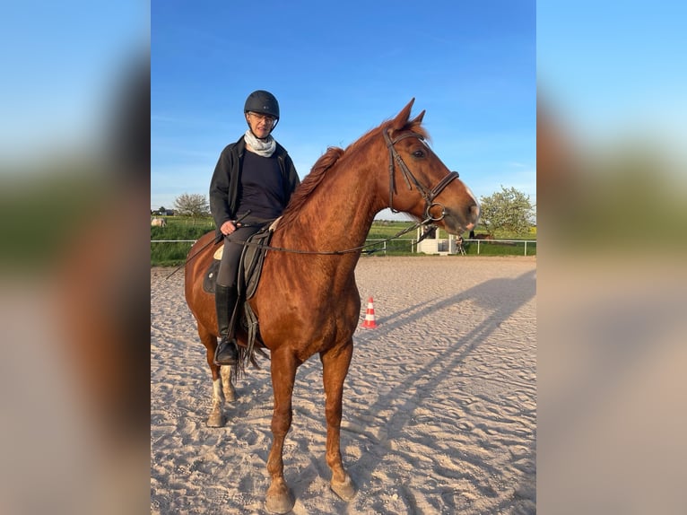Koń hanowerski Wałach 17 lat 174 cm Ciemnogniada in Bad Kissingen