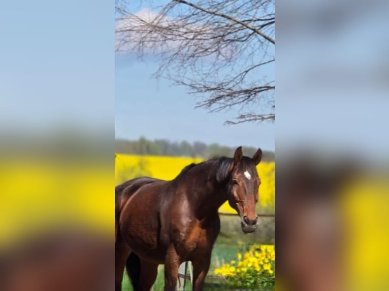 Koń hanowerski Wałach 17 lat 175 cm Gniada in Neustadt in Holstein