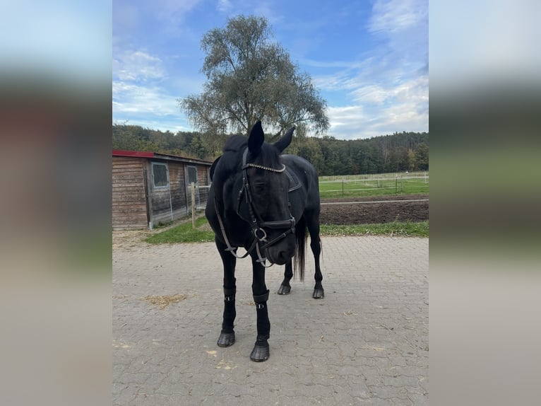 Koń hanowerski Wałach 17 lat 176 cm Karosiwa in Strullendorf