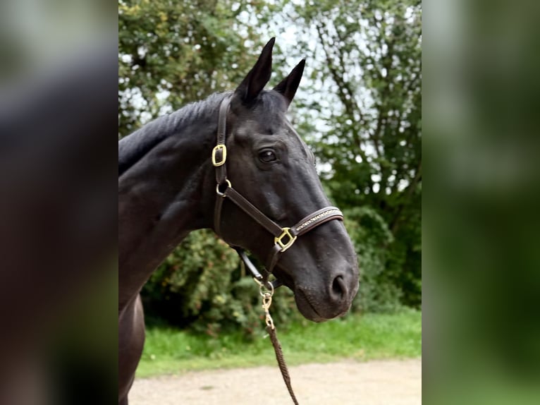 Koń hanowerski Wałach 17 lat 176 cm Karosiwa in Strullendorf