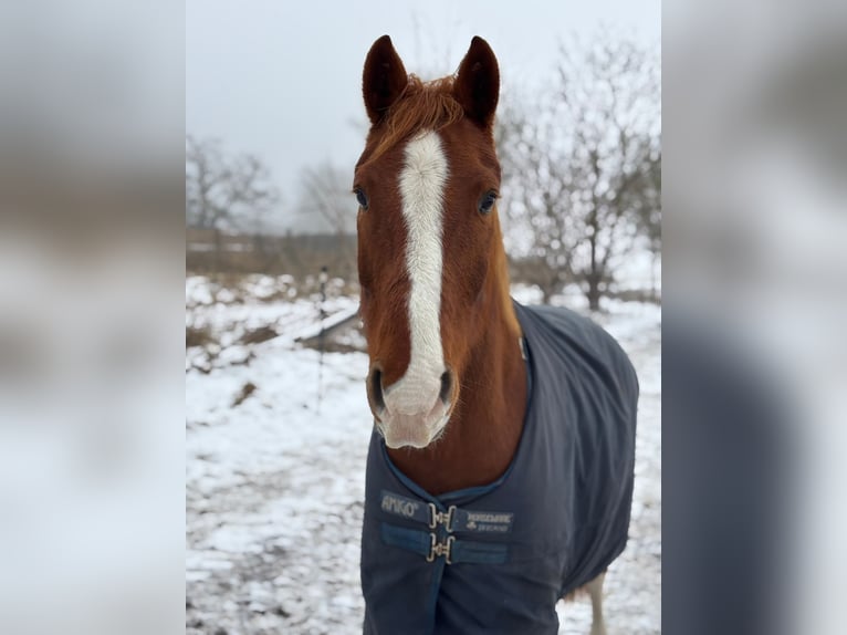 Koń hanowerski Wałach 18 lat 163 cm Kasztanowata in Dömitz