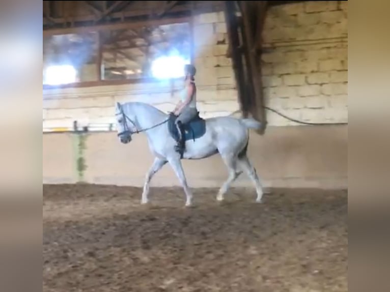 Koń hanowerski Wałach 18 lat 165 cm Siwa in Altleiningen