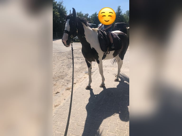 Koń hanowerski Mix Wałach 18 lat 168 cm Srokata in Kamp-Lintfort