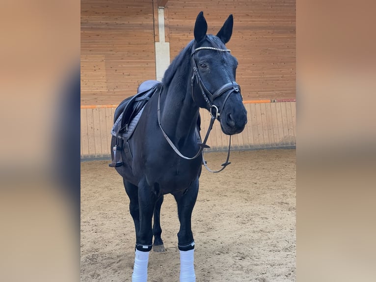 Koń hanowerski Wałach 18 lat 176 cm Karosiwa in Strullendorf