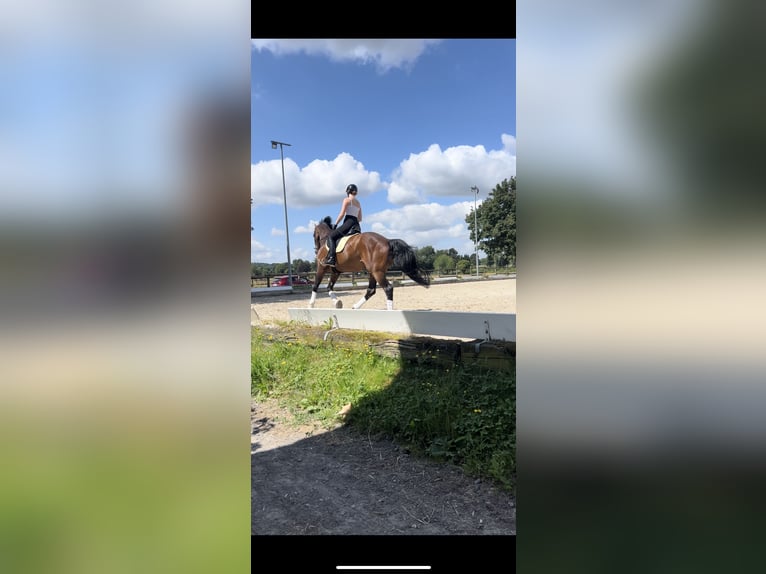 Koń hanowerski Wałach 18 lat 180 cm Ciemnogniada in Pulheim