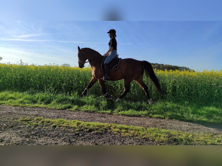 Koń hanowerski Wałach 19 lat 163 cm Gniada in Basdahl