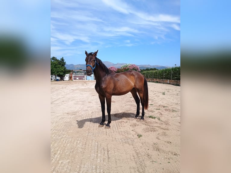 Koń hanowerski Wałach 1 Rok 170 cm Ciemnogniada in Pobla (Sa)