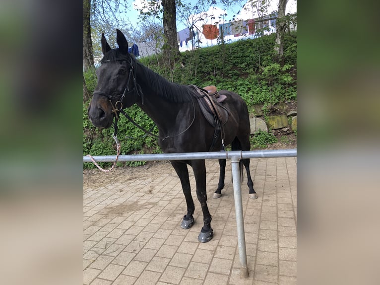 Koń hanowerski Mix Wałach 20 lat 162 cm Skarogniada in Grafenhausen