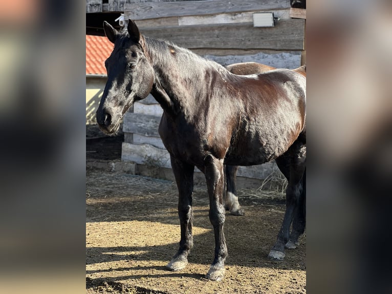 Koń hanowerski Wałach 20 lat 165 cm Kara in Kitzingen