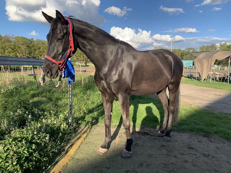 Koń hanowerski Wałach 20 lat 165 cm Kara in Kitzingen