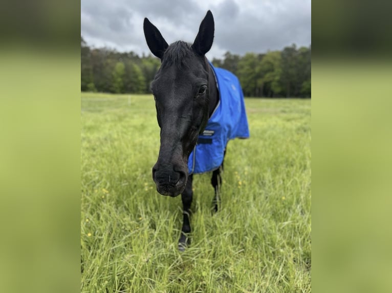 Koń hanowerski Wałach 20 lat 165 cm Kara in Kitzingen